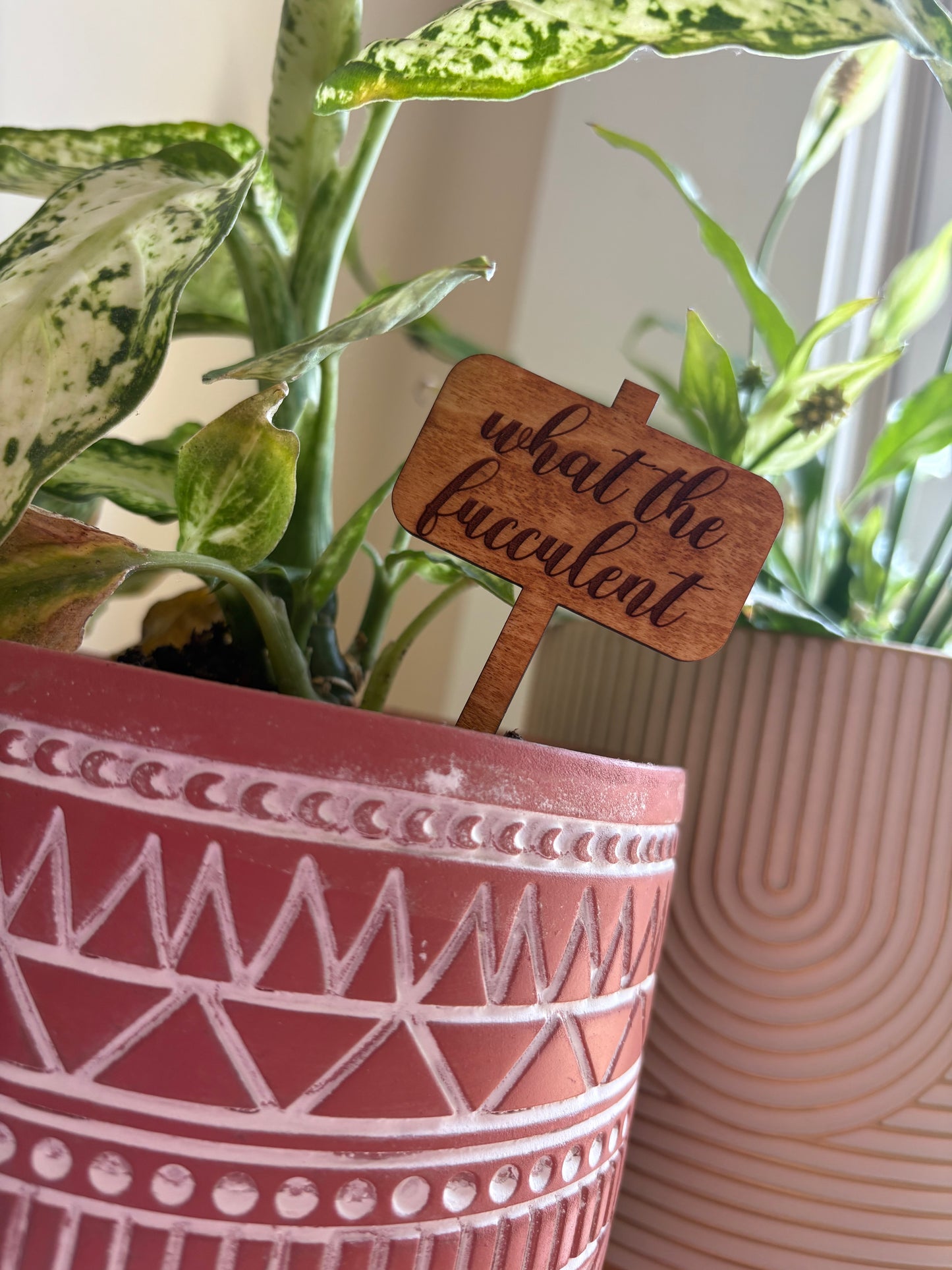 What The Fucculent Plant Stake