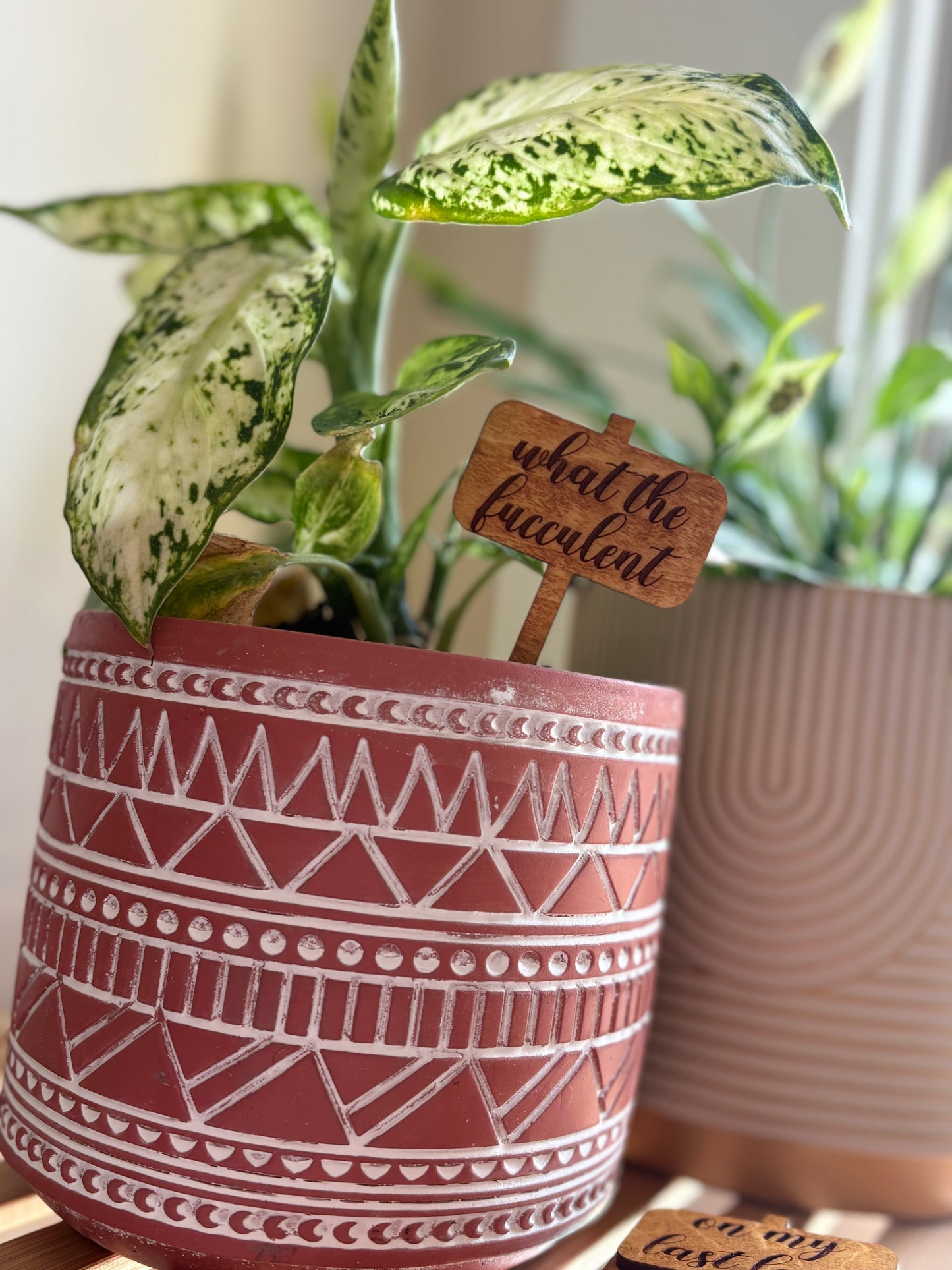 What The Fucculent Plant Stake